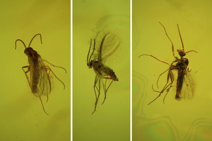 Three Detailed Fossil Flies (Diptera) In Baltic Amber #48124